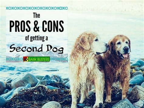 What are cons of getting a second dog?